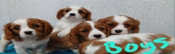 Cavalier King Charles Spaniel dogs for sale: READY NOW Gorgeous puppies - Advert 2