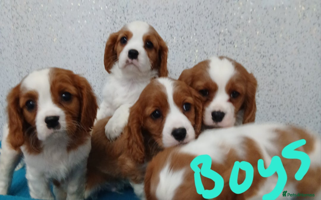 Cavalier King Charles Spaniel dogs for sale: READY NOW Gorgeous puppies - Advert 2