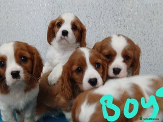Cavalier King Charles Spaniel dogs READY NOW Gorgeous puppies - Advert 4