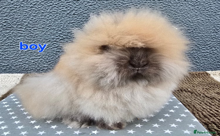 Lionhead rabbits - Advert 4