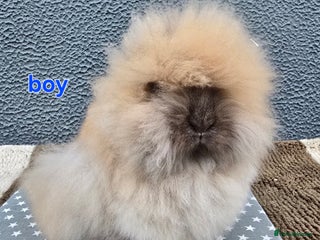 Lionhead rabbits - Advert 29