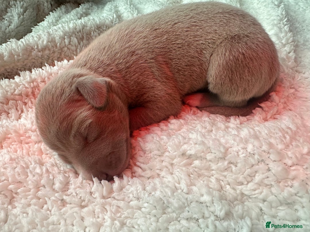 Italian Greyhound dogs for sale: 1 KC reg boy available  - Image 5