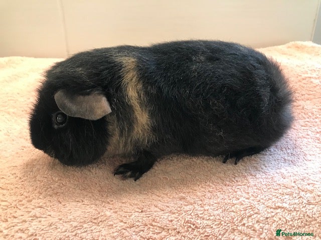 Guinea Pig rodents Beautiful Pigs - Boars, Pairs and Single - Advert 5