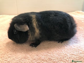 Guinea Pig rodents Beautiful Pigs - Boars, Pairs and Single - Advert 1