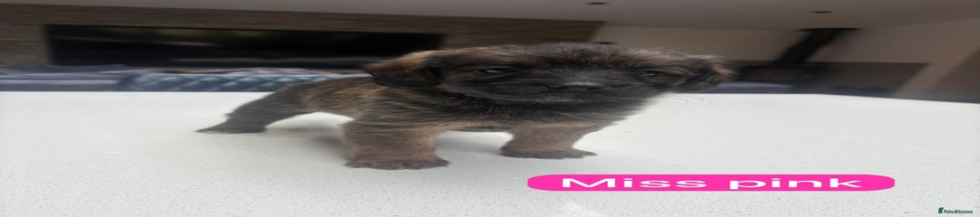 Miss Pink