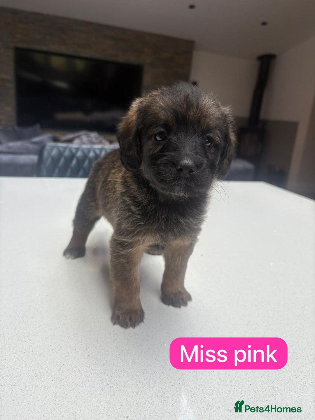 Mixed Breed dogs for sale: Outstanding Saint Bernadoodle Puppies  - Image 6