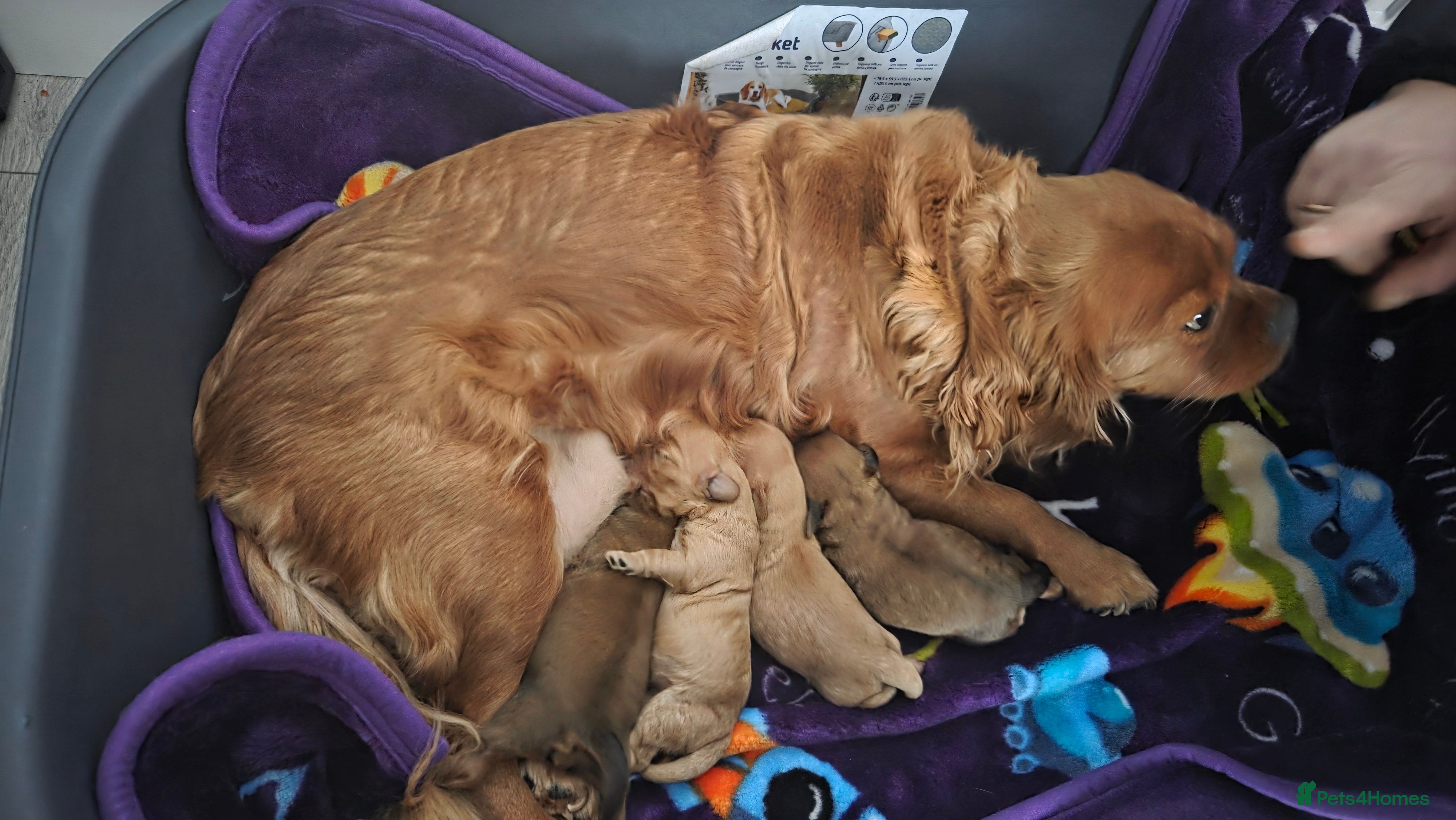 Cavapoo dogs Beautiful Cavapoo Puppies – Ready from 7th March - Advert 8