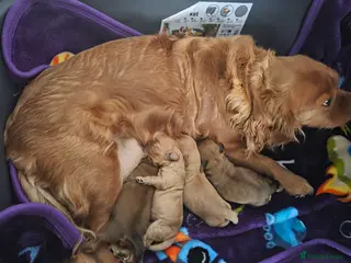 Cavapoo dogs Beautiful Cavapoo Puppies – Ready from 7th March - Advert 8