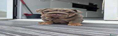 English MALE Bulldog 3