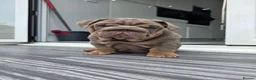 English Bulldog dogs for sale: Kc registered British bulldog puppies lilac & tan - Advert 7