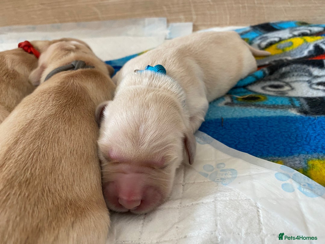 Golden Retriever dogs for sale: 🐾Sweet Golden Retriever Puppies-5 generation KC🐾 - Image 9