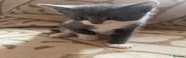 Domestic Shorthair Kitten 2