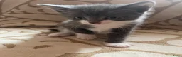 Domestic Shorthair cats for sale: Kittens For Sale  - Advert 2