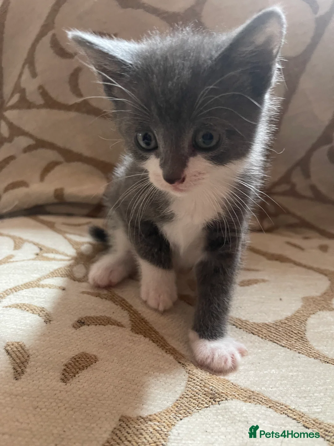 Domestic Shorthair cats for sale: Kittens For Sale  - Advert 2