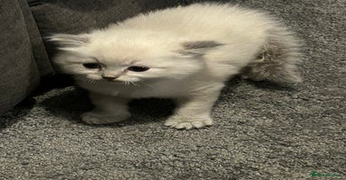 Ragdoll cats - Advert 2