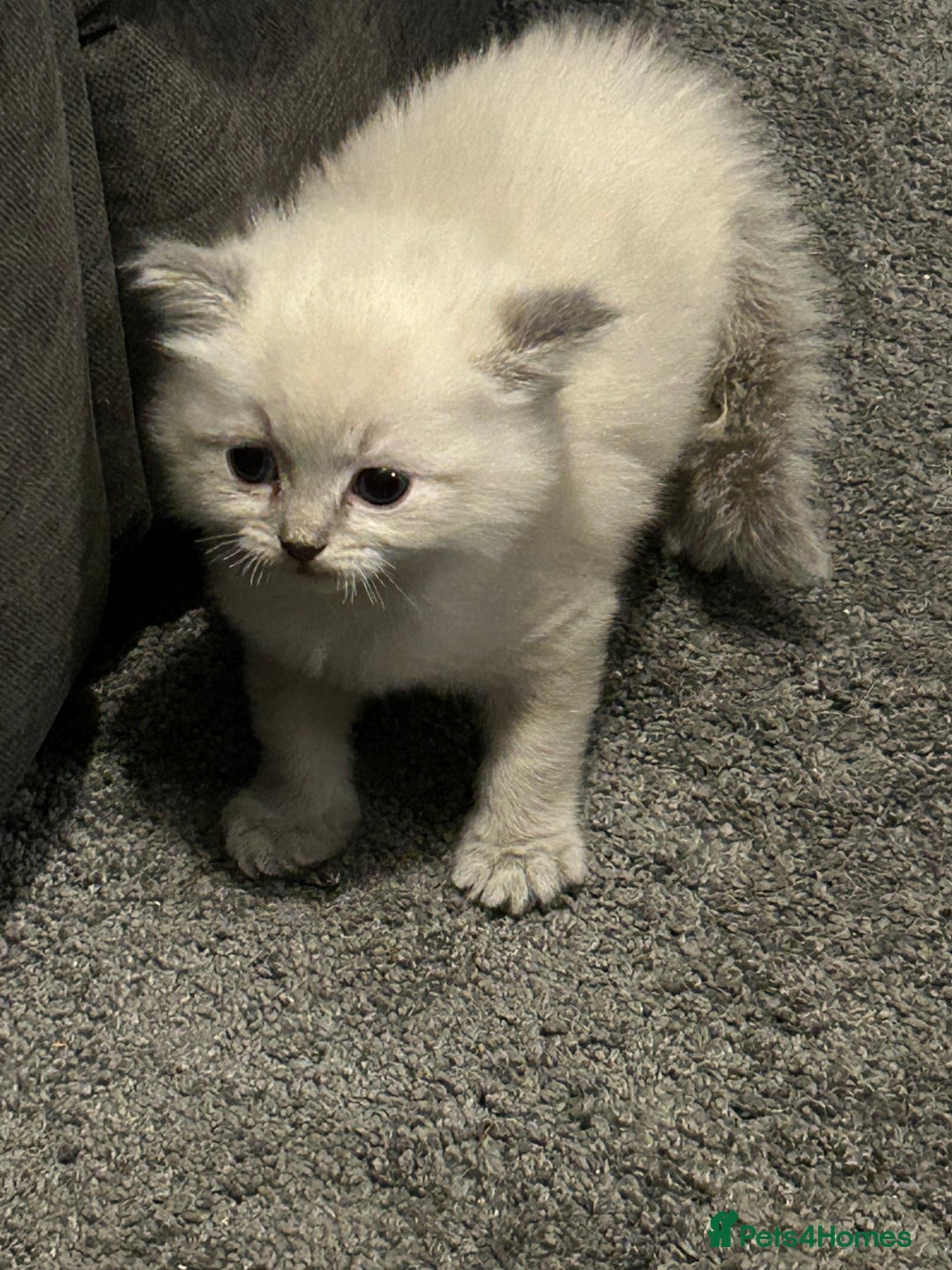 Ragdoll cats for sale: Fully health tested male rag doll Gccf registered  - Image 1