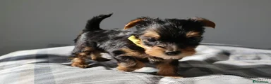 Yorkshire Terrier 2