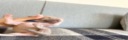 Italian Greyhound dogs for sale: Health tested KC reg Italian Greyhound Puppies  - Advert 16