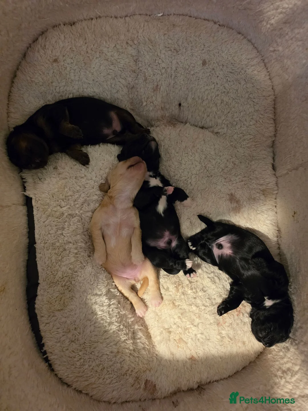 Cocker Spaniel dogs for sale: Beautiful cocker spaniels puppies - Advert 1