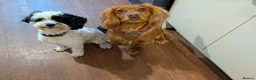 Cockapoo dogs for sale: Flb cockapoos  in Morecambe - Advert 1