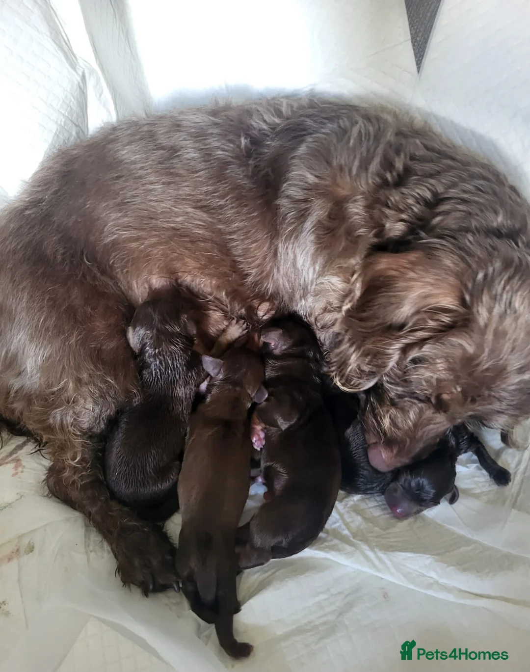 Dachshund dogs for sale: Dachschund puppies - Advert 1