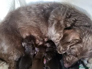 Dachshund dogs Dachschund puppies - Advert 14