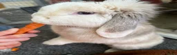 Mini Lop rabbits for sale: Gorgeous Mini lop bunny  - Advert 1