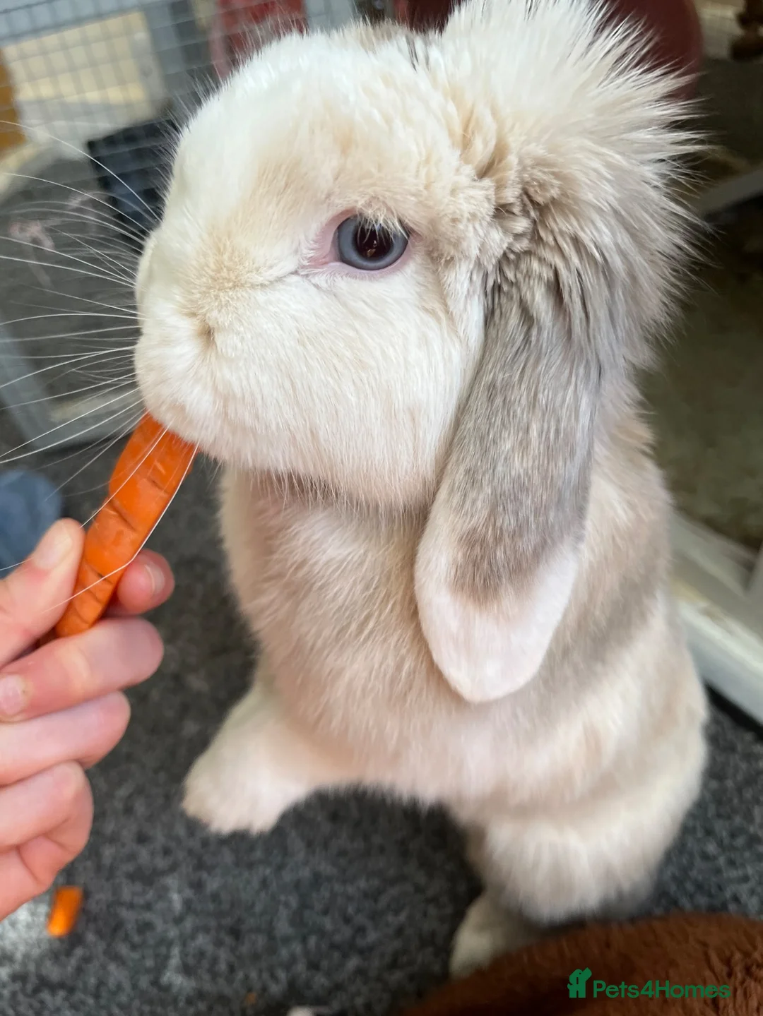 Mini Lop rabbits for sale: Gorgeous Mini lop bunny  - Advert 1