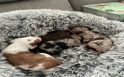 Cockapoo dogs for sale:   🐾 Cockapoo Puppies 🐶  - Image 15