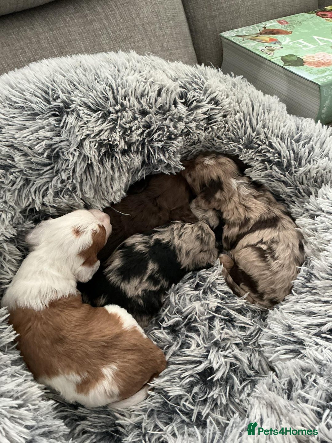 Cockapoo dogs for sale:   🐾 Cockapoo Puppies 🐶  - Image 15