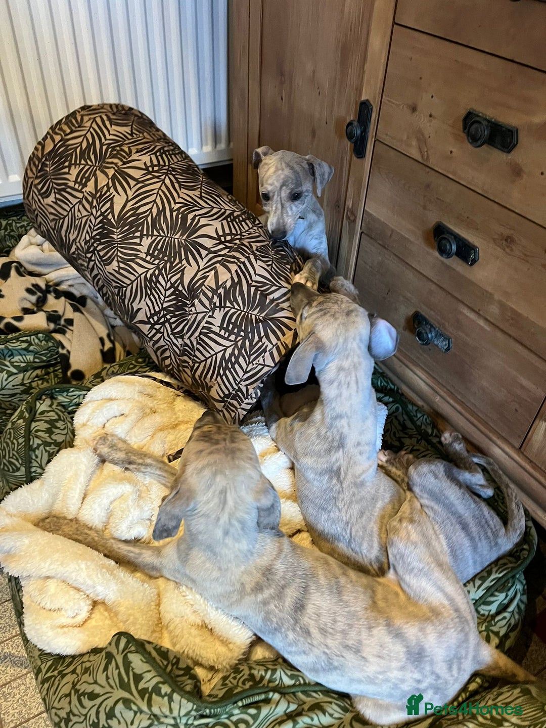 Mixed Breed dogs for sale:  🐶✨ ADORABLE WIGGY PUPPIES – licenced  breeder  - Image 22