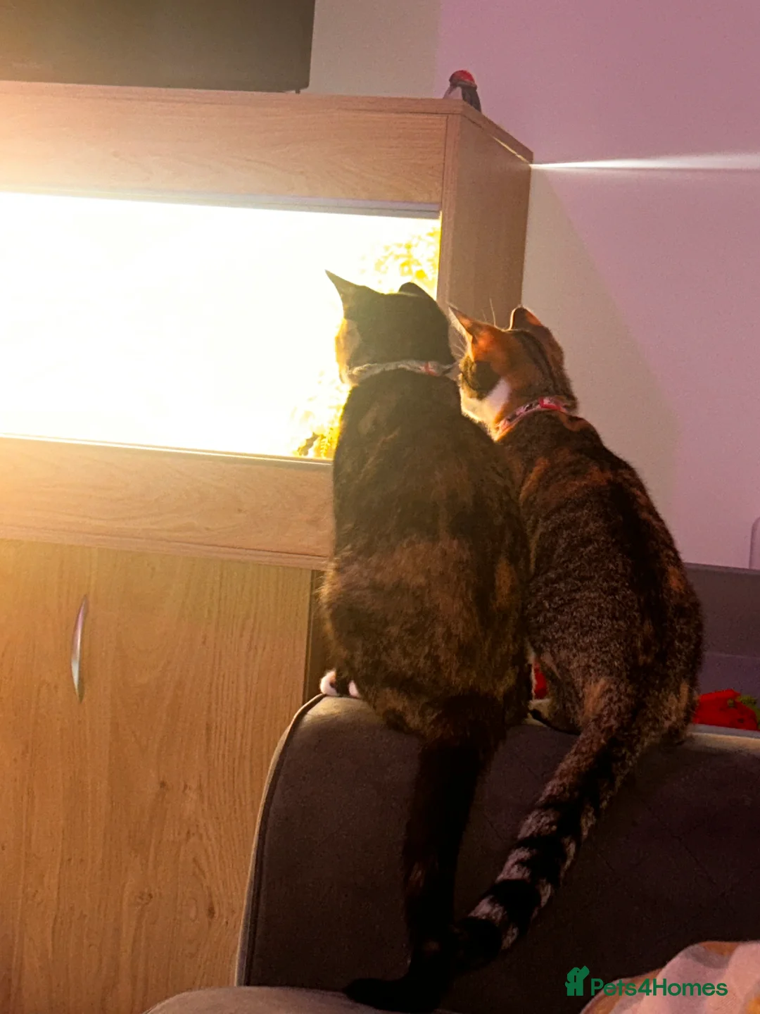 Mixed Breed cats for sale: 2 sisters for sale - Advert 2