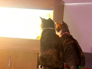 Mixed Breed cats 2 sisters for sale - Advert 8