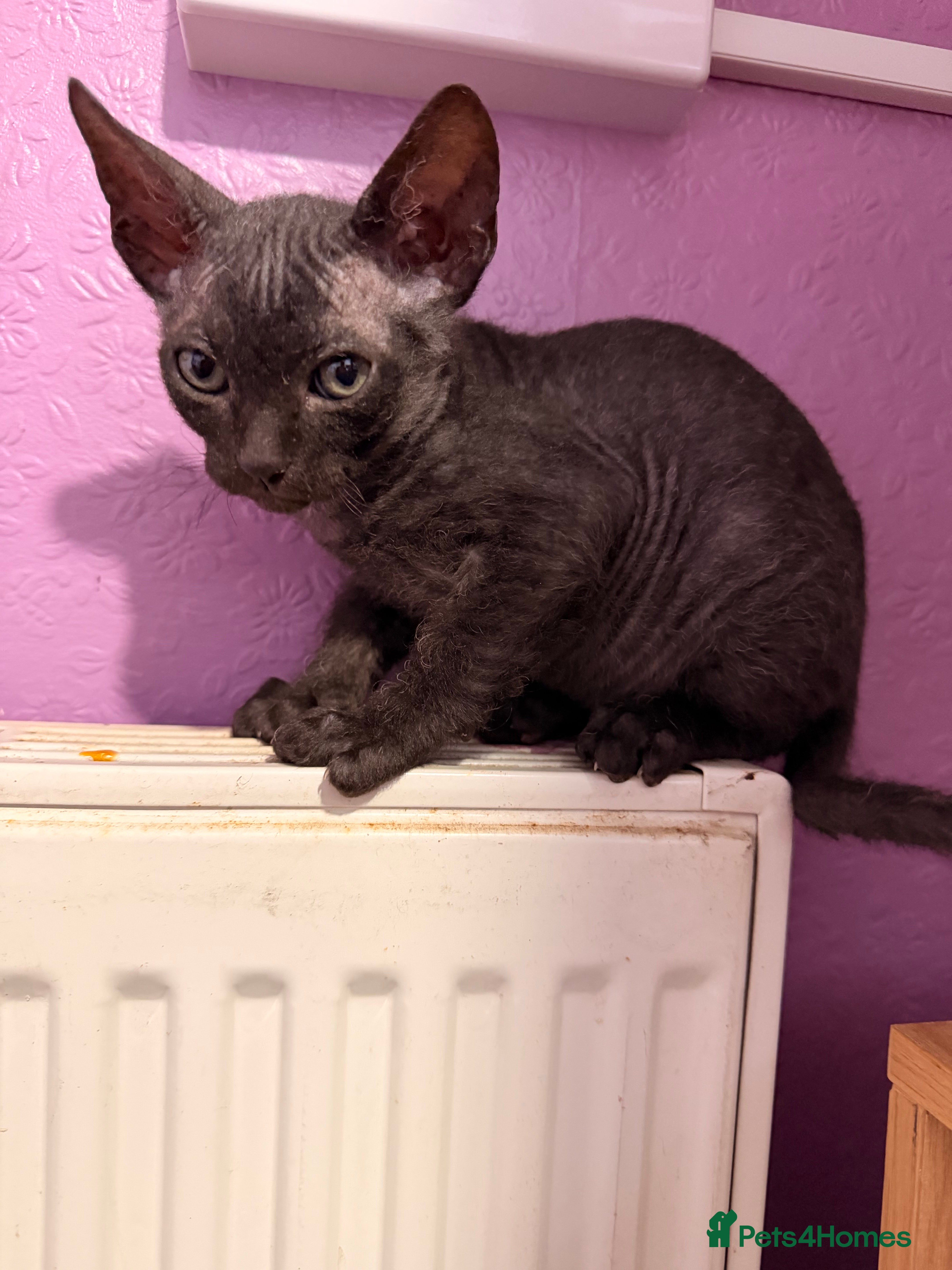 Sphynx cats 2 beautiful boys left 🐾🤎🖤 - Advert 5