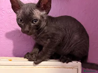 Sphynx cats 2 beautiful boys left 🐾🤎🖤 - Advert 5