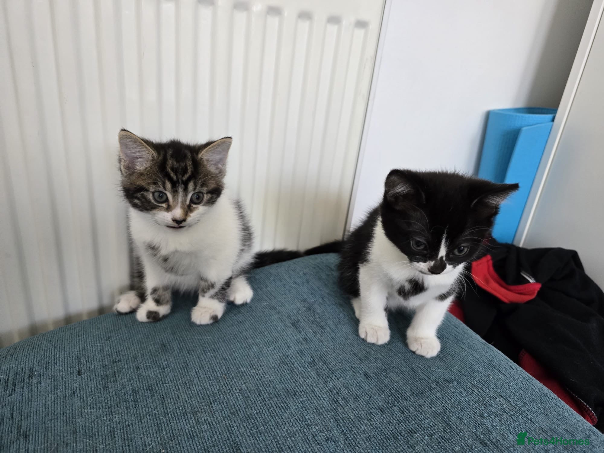 Mixed Breed cats 2 Kitten for sell - Advert 1
