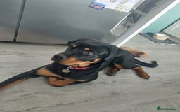Rottweiler dogs for sale: Bobby the Rottie  - Image 4