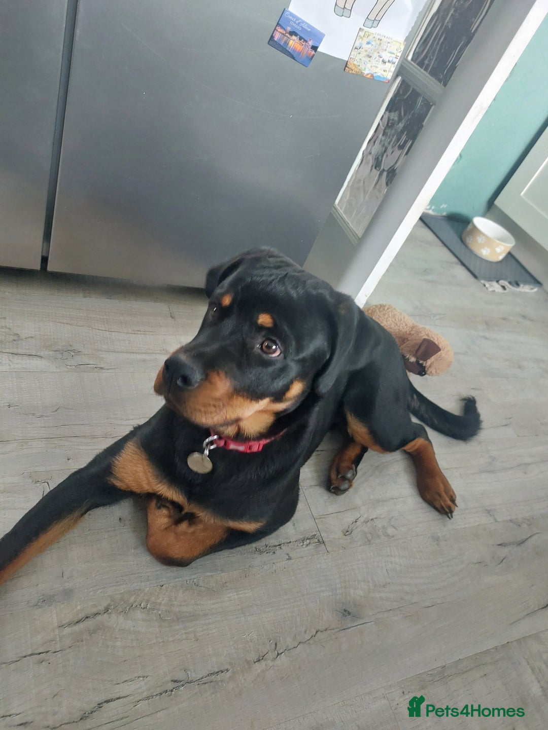 Rottweiler dogs for sale: Bobby the Rottie  - Image 4