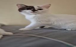 British Shorthair cats for sale: 1 boy left!! Full vaccinated BSH kittens  - Image 24