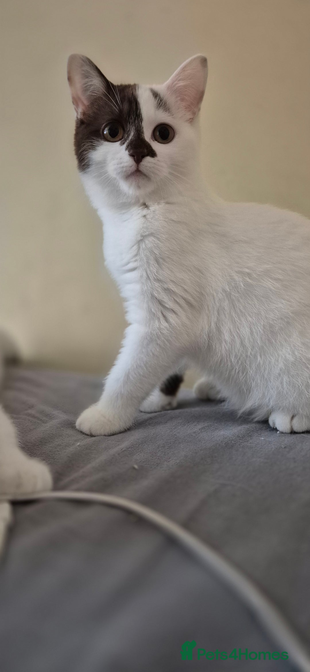 British Shorthair cats for sale: 1 boy left!! Full vaccinated BSH kittens  - Image 24