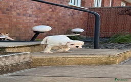 Boxer dogs for sale: Quality Boxer Puppies - Image 20