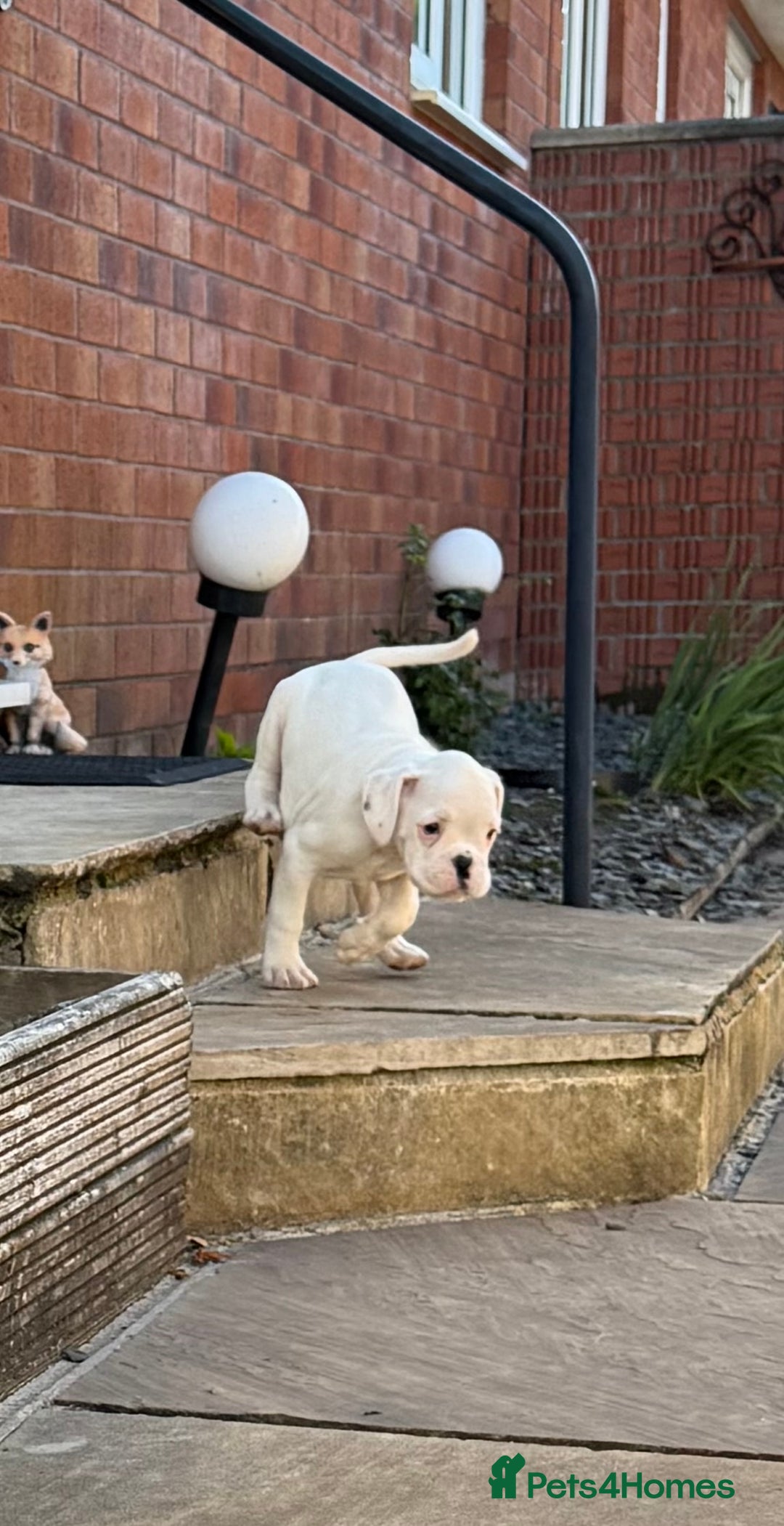 Boxer dogs for sale: Quality Boxer Puppies - Image 20
