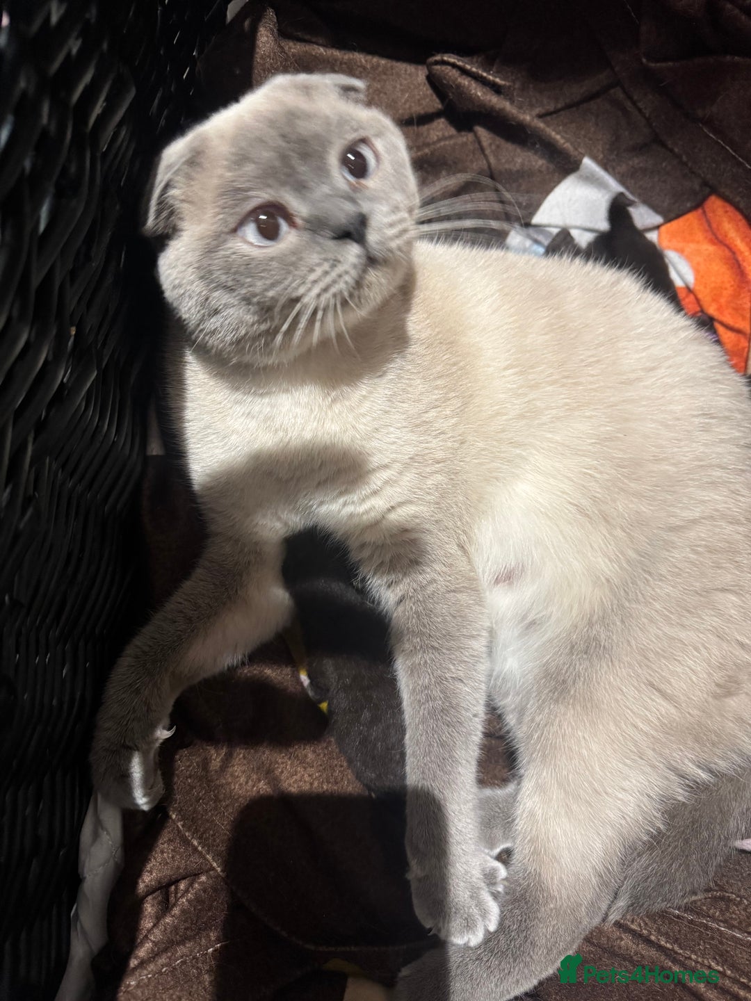 Scottish Fold cats for sale: Scottish fold and straight kitten - Image 2