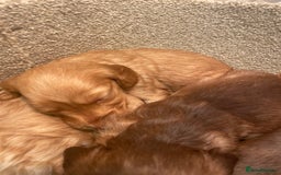 Cockapoo dogs for sale: Beautiful cockapoos - Image 8