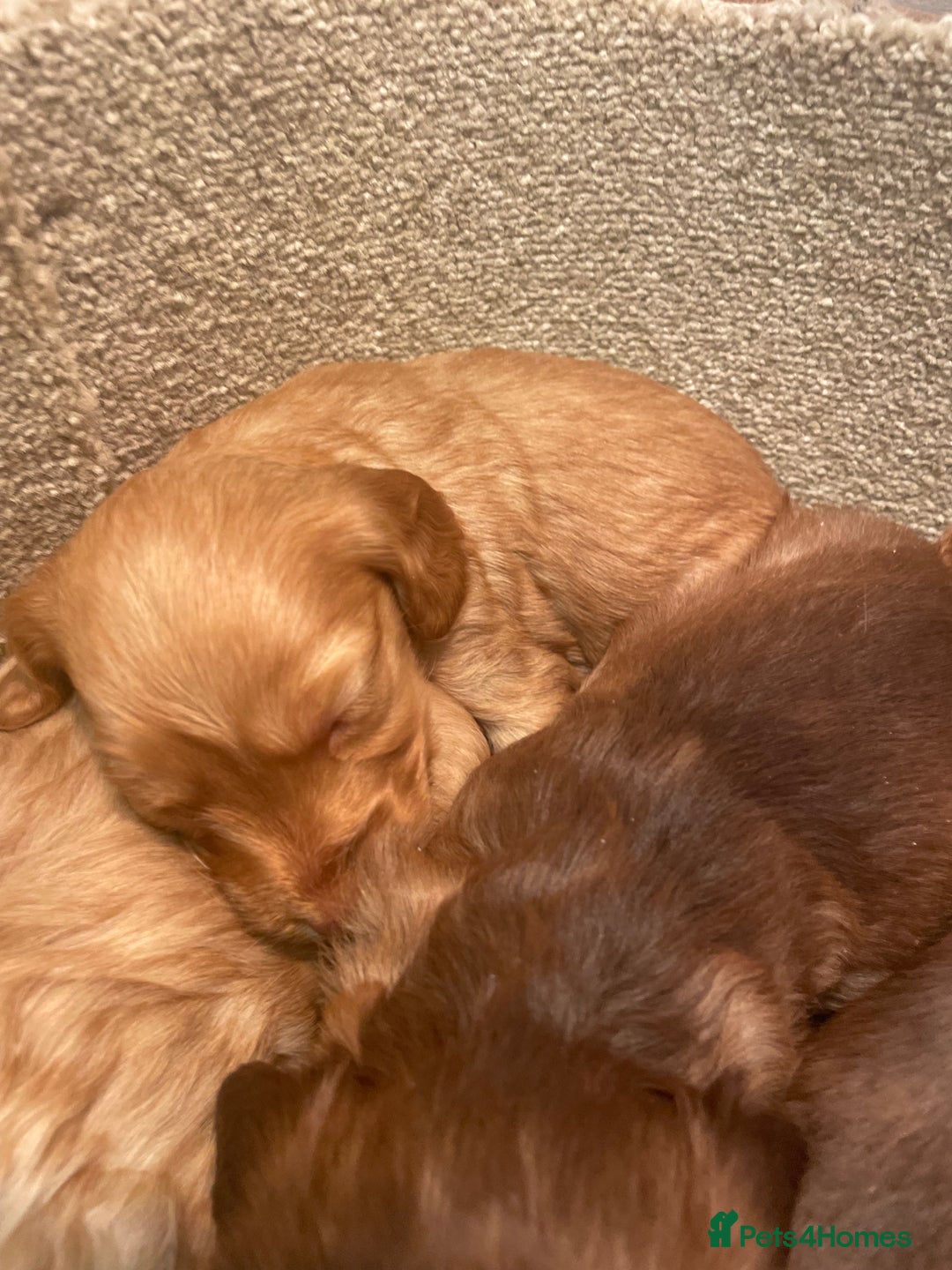 Cockapoo dogs for sale: Beautiful cockapoos - Image 8