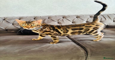 Bengal cats 😻GORGEOUS PURE BEGAL FEMALE😻 - Advert 8