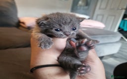 British Shorthair cats for sale: Beautiful British shorthair female kittens - Image 8