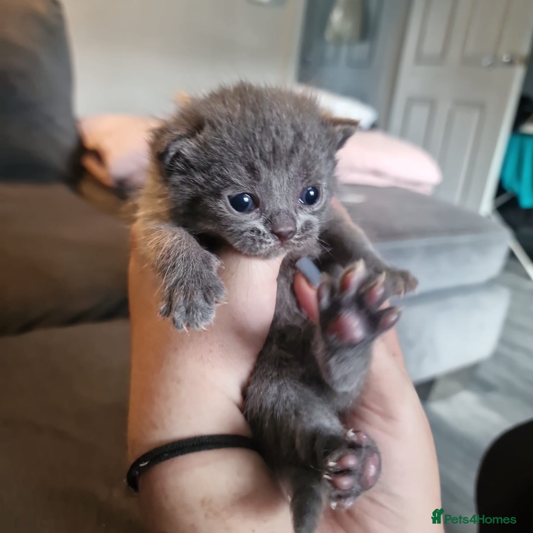 British Shorthair cats for sale: Beautiful British shorthair female kittens - Image 8