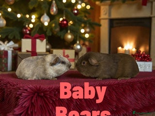 Guinea Pig rodents Pairs of Guinea Pigs Boars & Sows - Advert 1