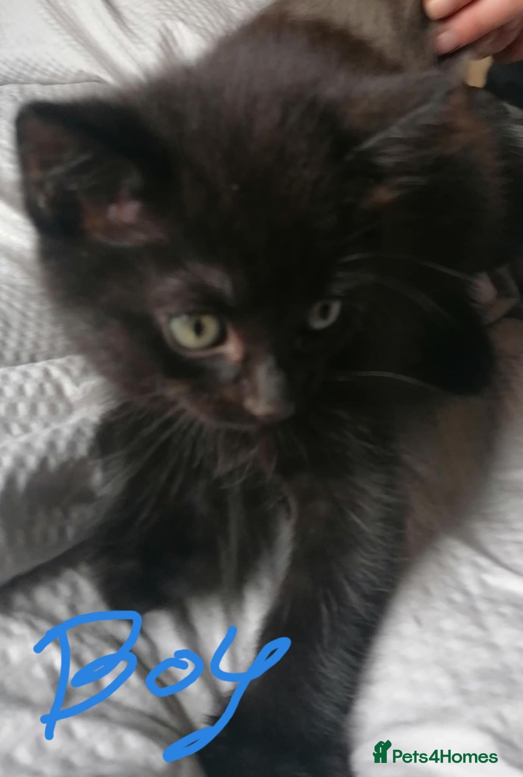 Mixed Breed cats for sale: Kittens - Image 5